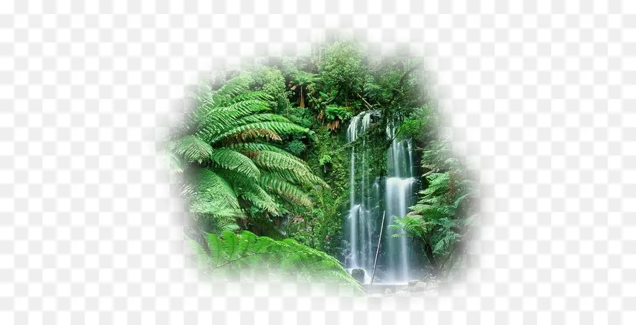Floresta Da Nuvem，Floresta Amazônica PNG