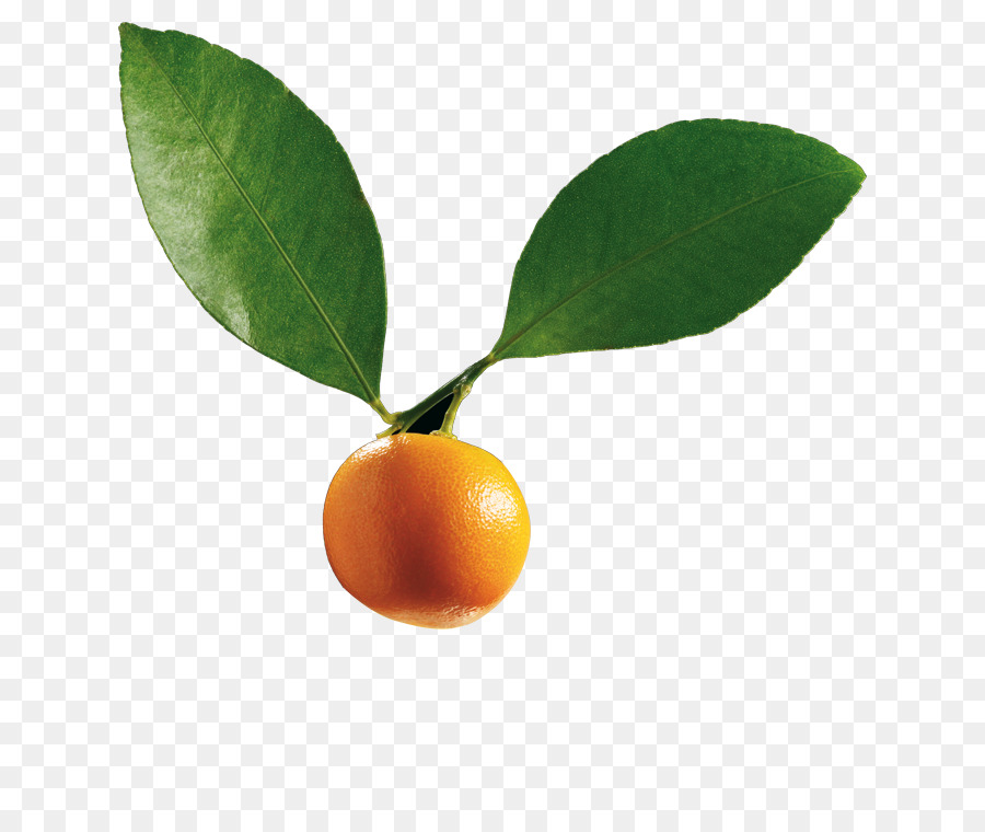 Citrino，Calamondin PNG