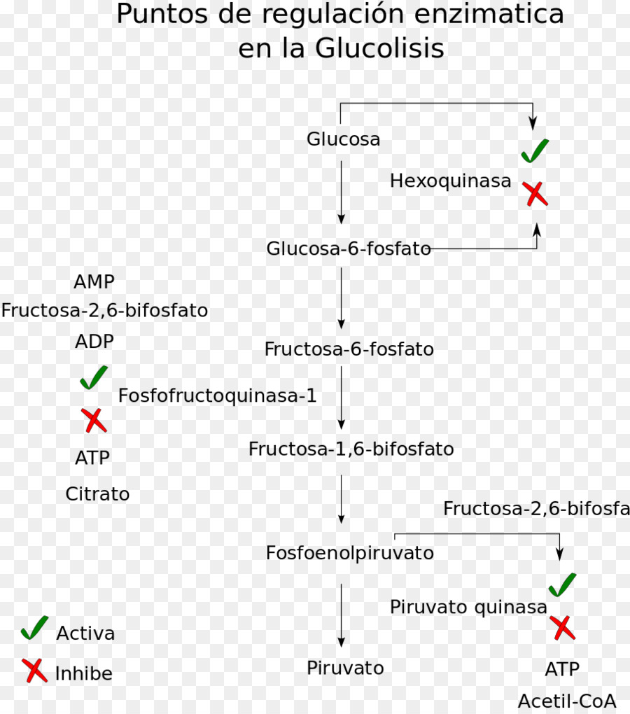 A Glicólise，A Via Metabólica PNG