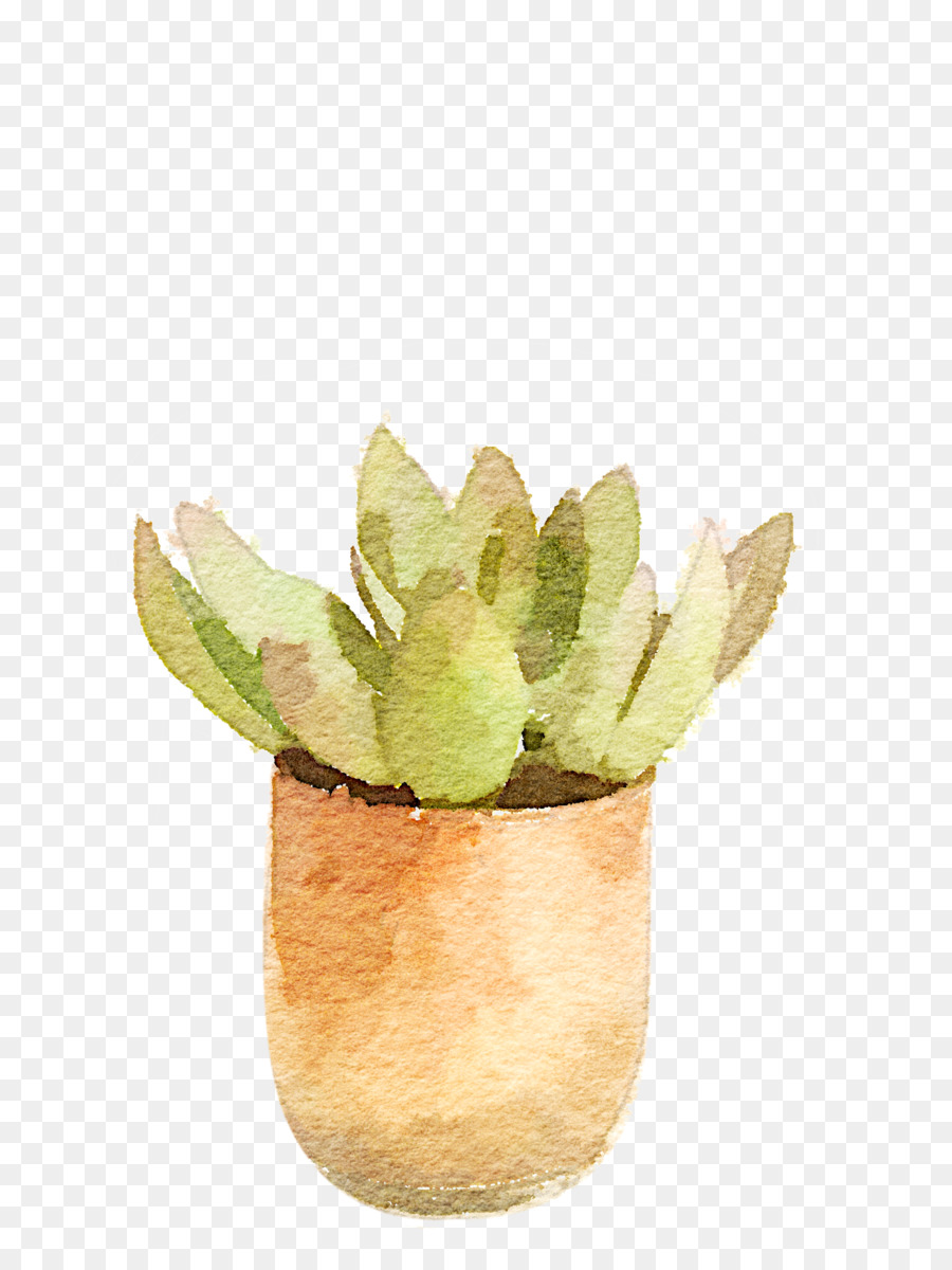 Suculenta Planta，Folha PNG