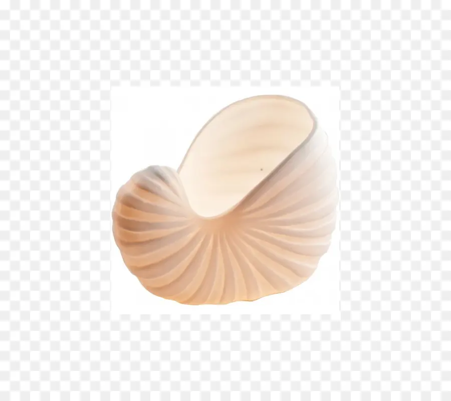 Nautilus，Seashell PNG