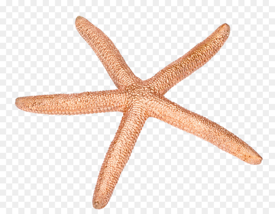 Estrela Do Mar，Echinoderm PNG