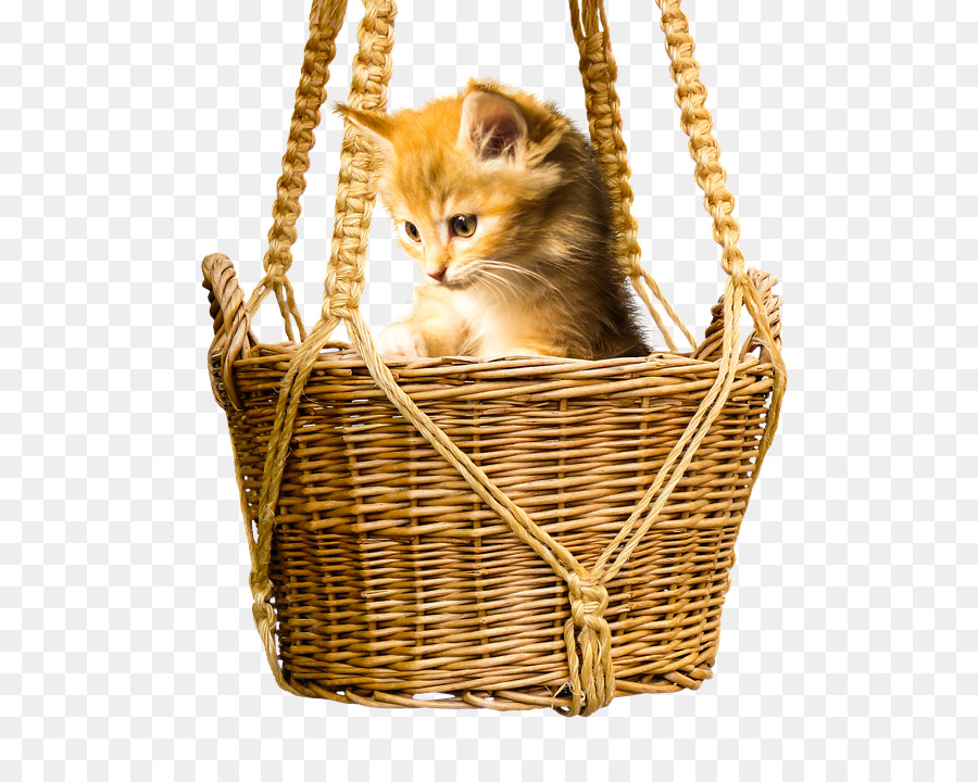 Gatinho，Cesta PNG