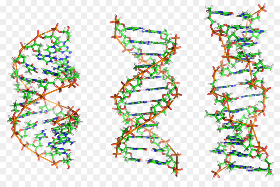 ácido Nucleico Dupla Hélice，Dna PNG