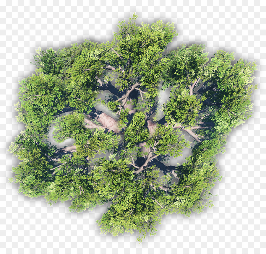 árvore，Vegetação PNG