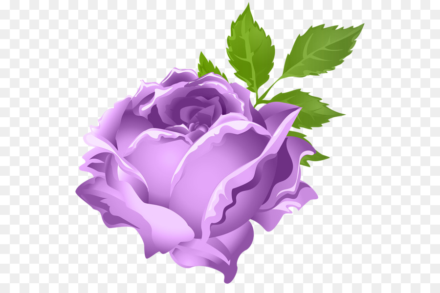 Rosa Roxa，Florescer PNG