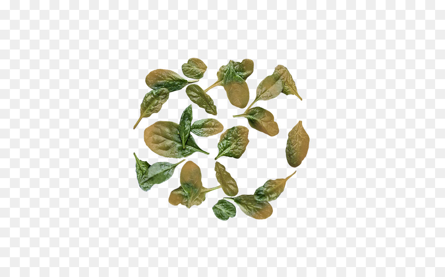 Folha，Herbalism PNG