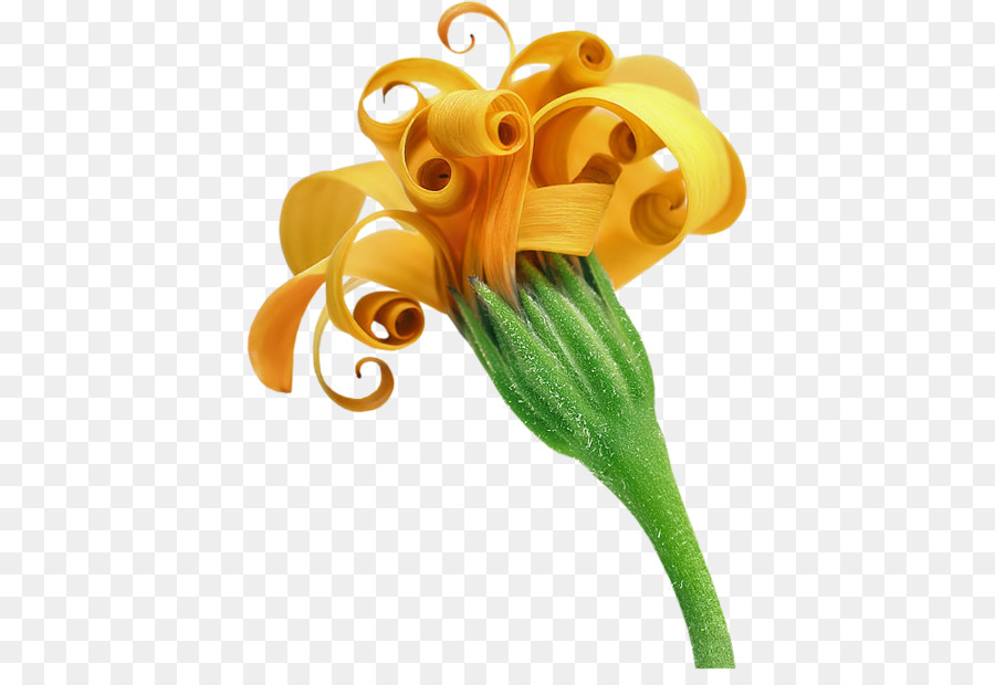 Flor，Tinypic PNG