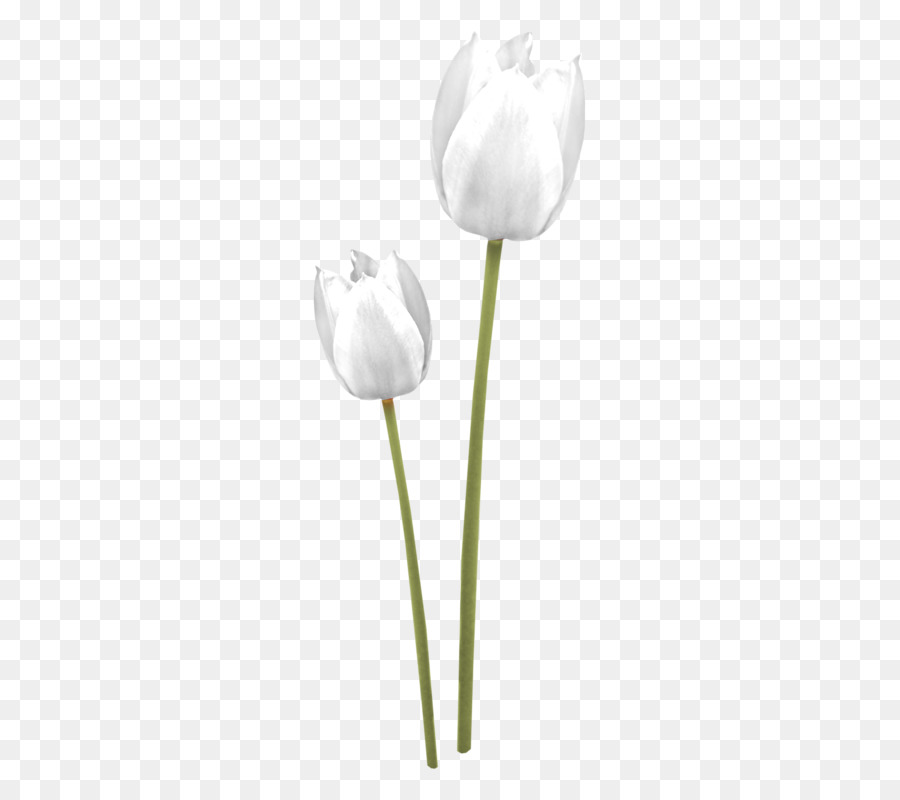 Tulipas Brancas，Tulipa PNG