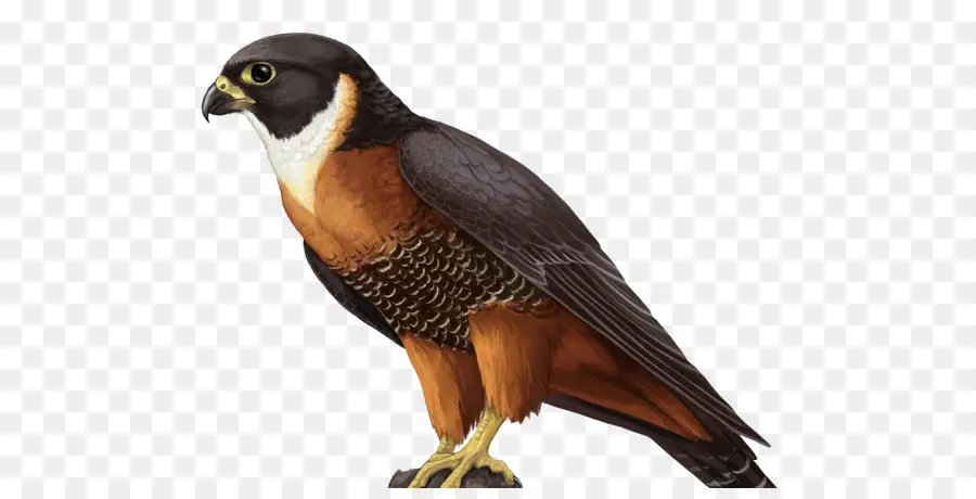 Falcão，Raptor PNG