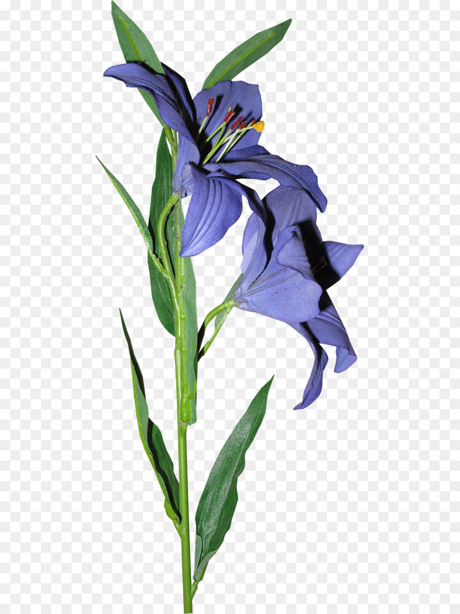 Flor Roxa，Lírio PNG