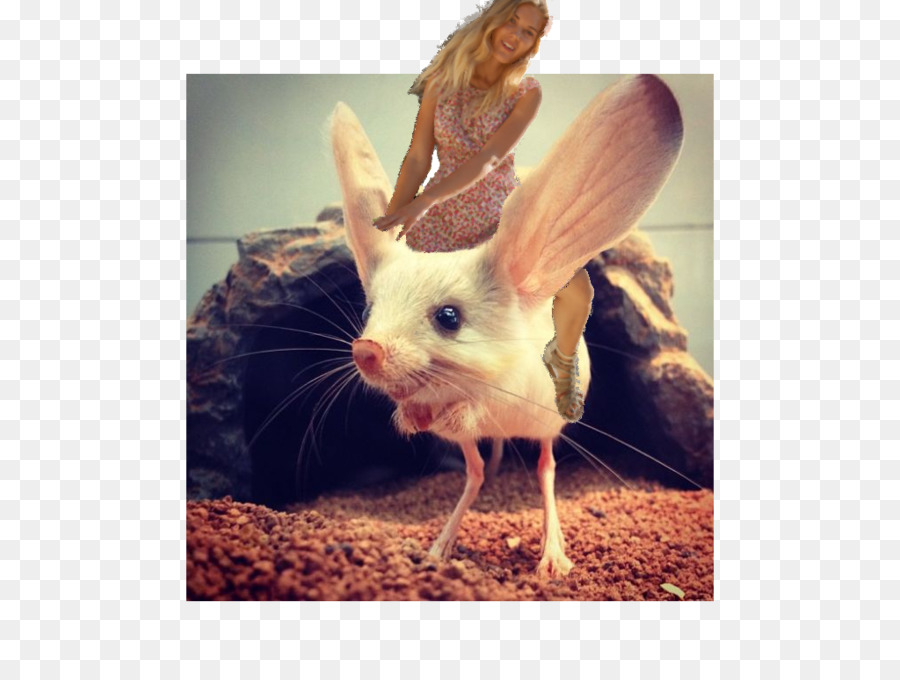 Roedores，Longeared Jerboa PNG