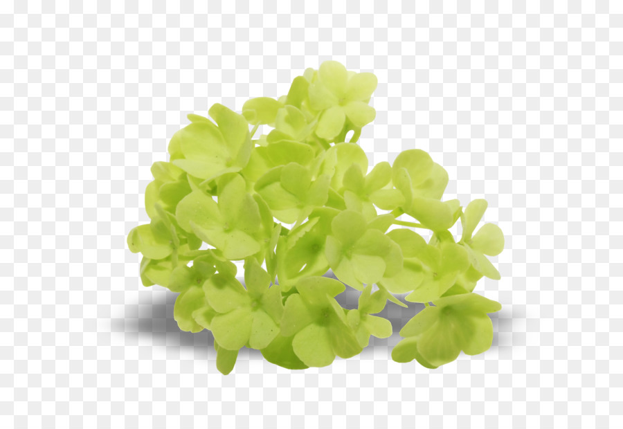 Folha Vegetal，Lilás PNG