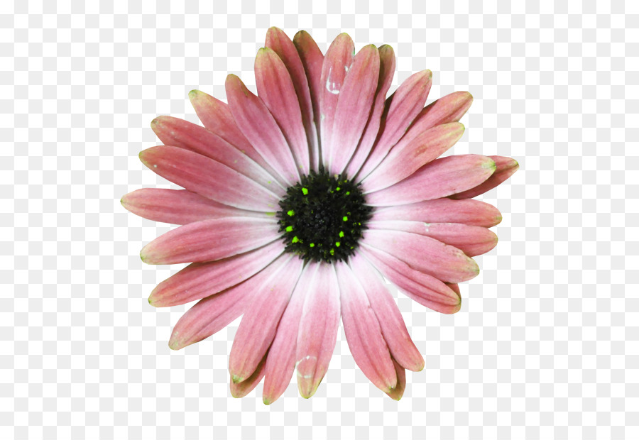 Flor，Florescer PNG