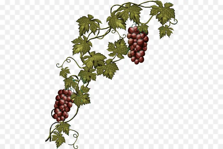 Uvas，Videira PNG