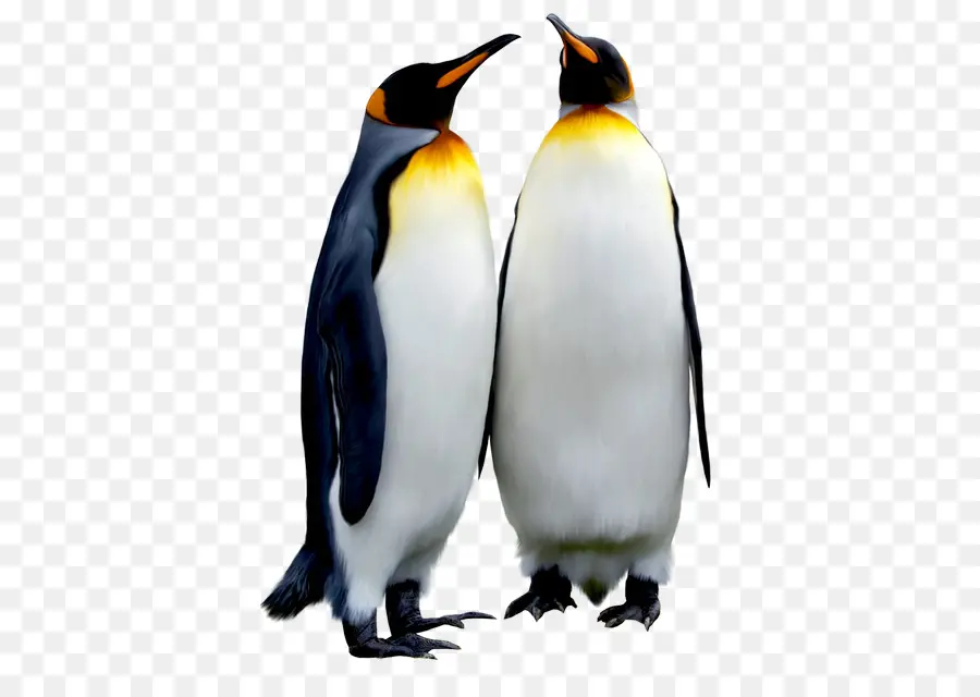 Pinguim Rei，Penguin PNG