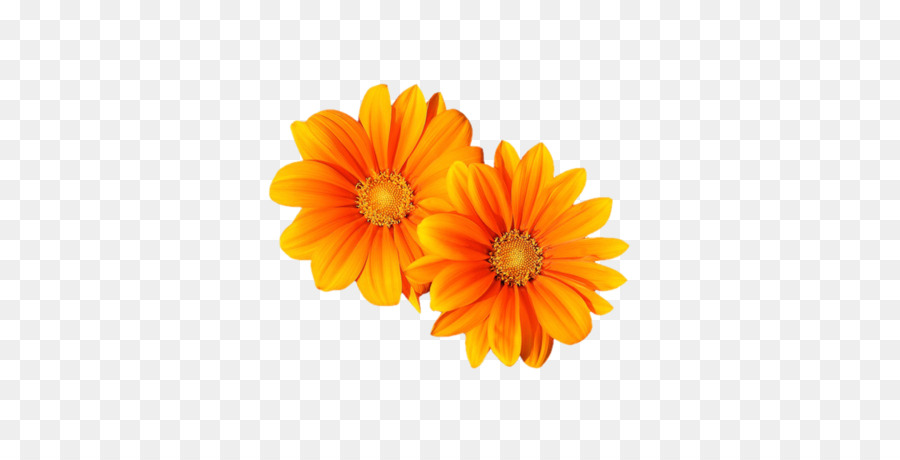Featured image of post Flores Laranja Png / Flores png you can download 30 free flores png images.