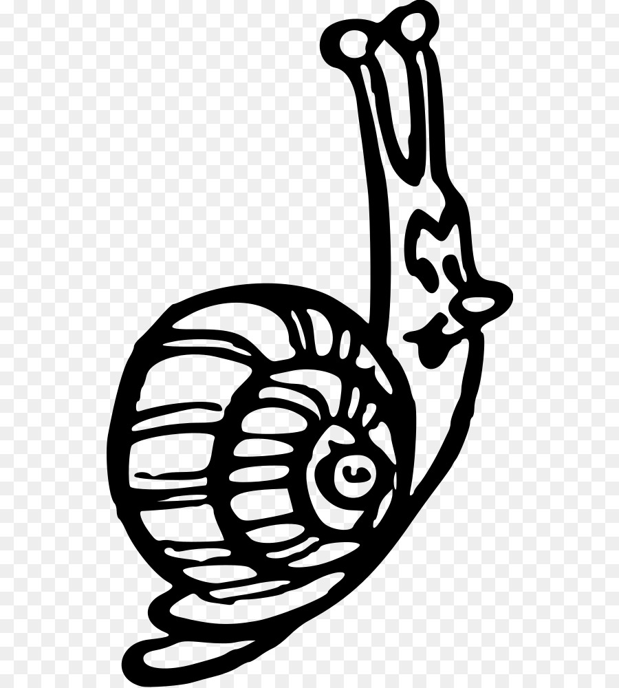 Caracol，Gastrópode Shell PNG