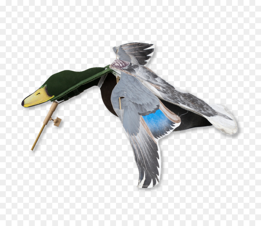 Pato，Pato Real PNG