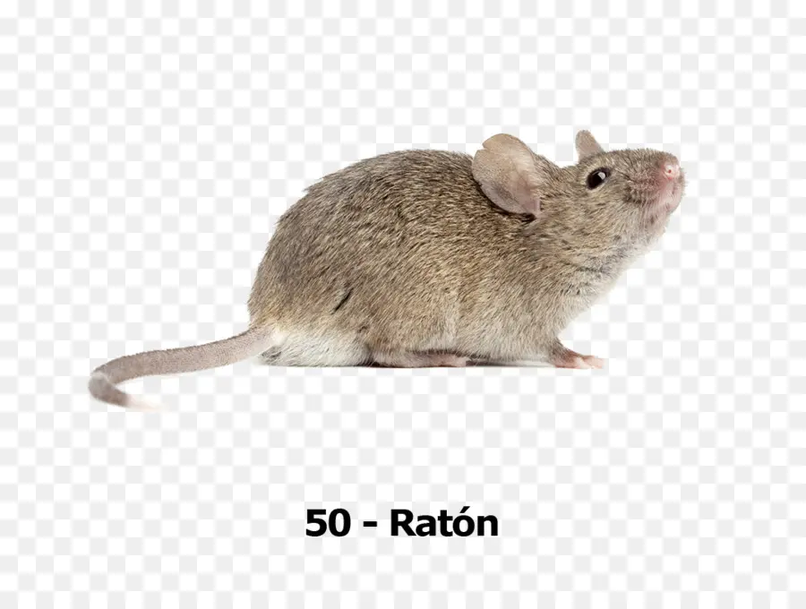 Mouse De Computador，Fotografia De Stock PNG