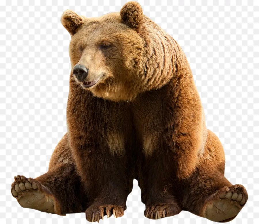 Urso，Animais Selvagens PNG