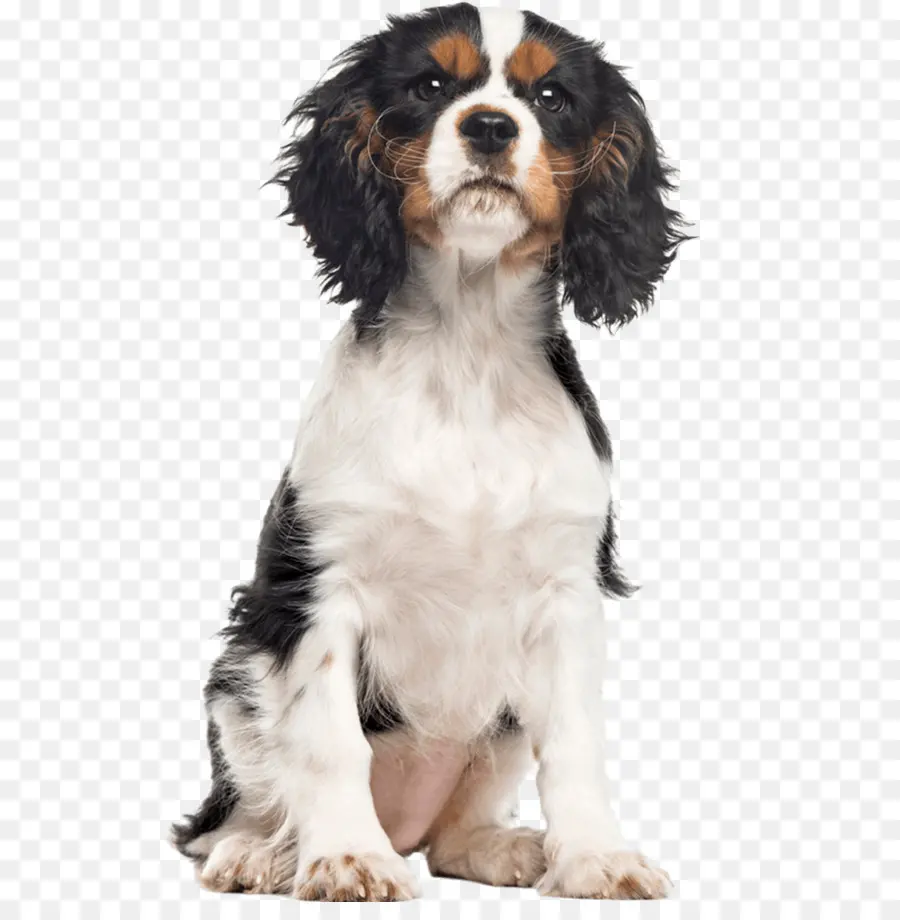 Springer Spaniel Inglês，Cavalier King Charles Spaniel PNG