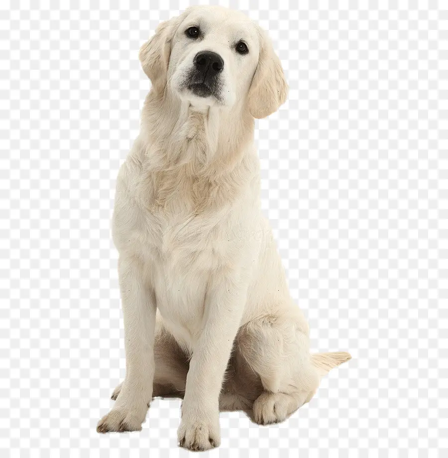 Golden Retriever，Labrador Retriever PNG