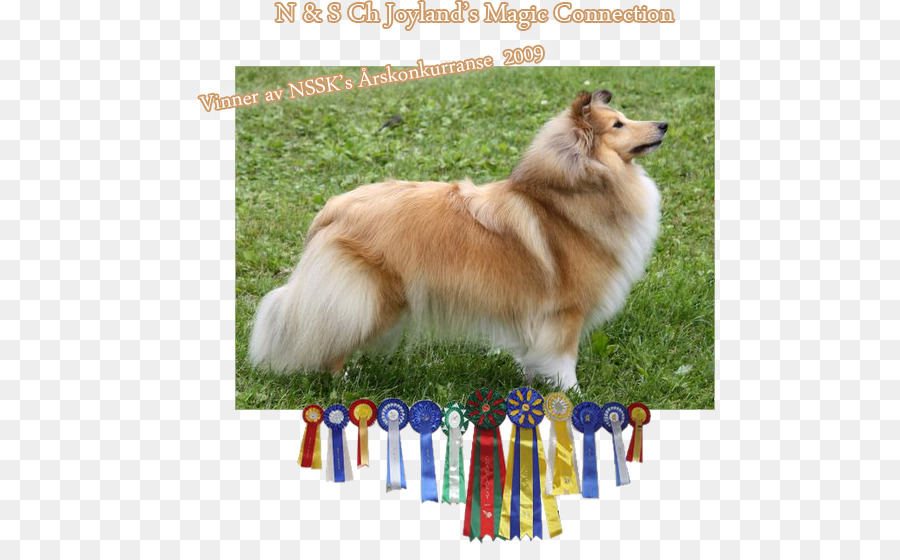 Rough Collie，Spitz Alemão Mittel PNG