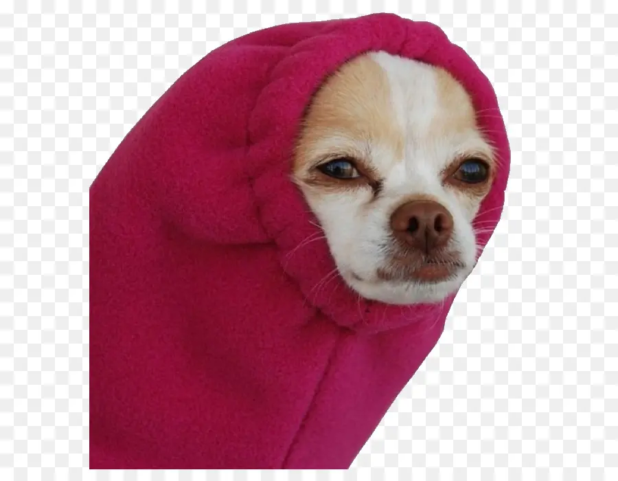 Cachorro Com Capuz Rosa，Bonitinho PNG