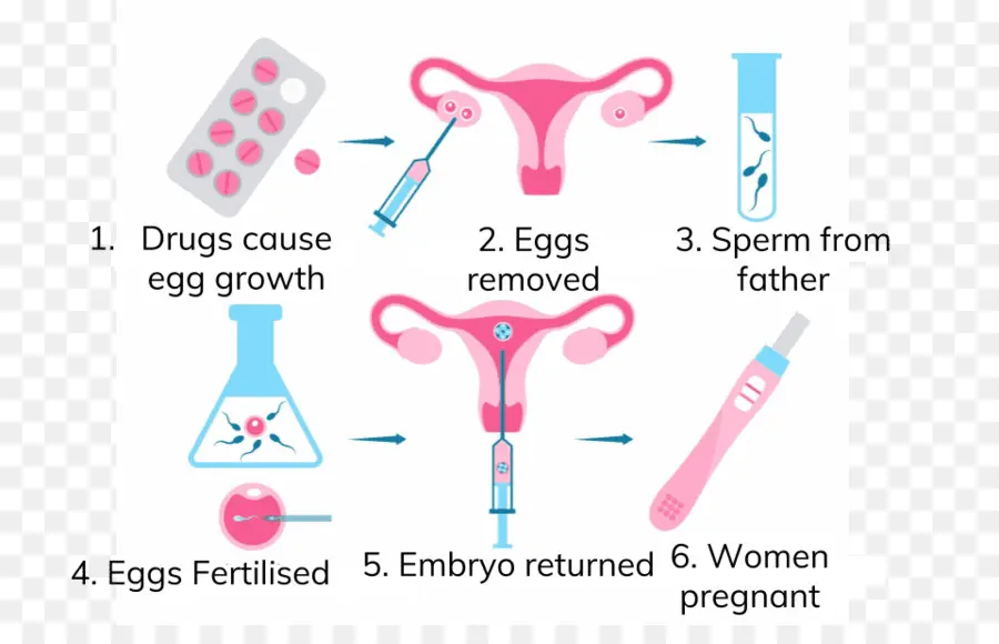 Processo De Fertilização In Vitro，Fertilidade PNG