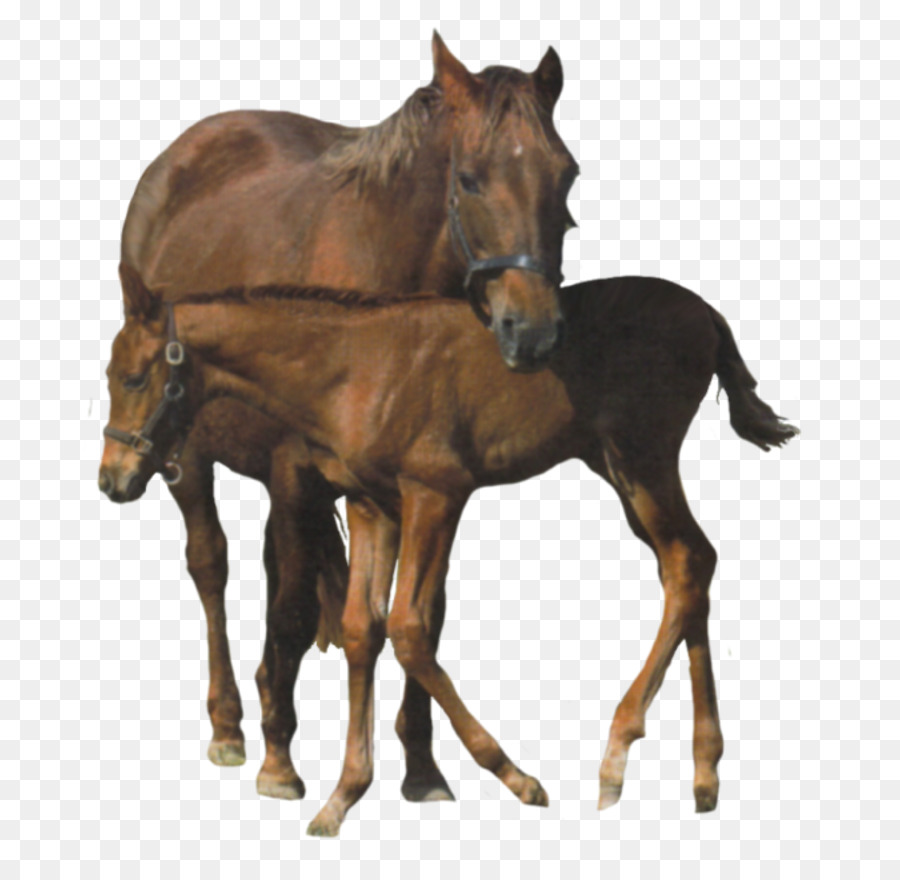 Cavalo Clydesdale，Americana De Cavalo Em Miniatura PNG