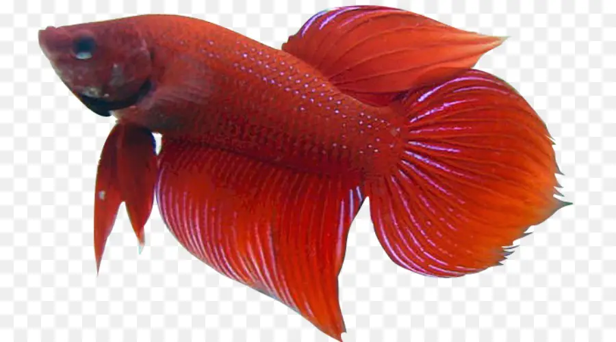 O Betta，Veiltail PNG