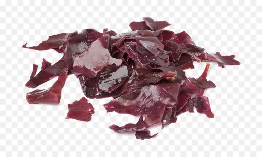 Dulse，Algas PNG