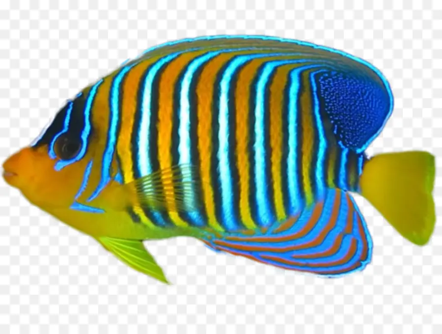 Peixe Colorido，Aquático PNG