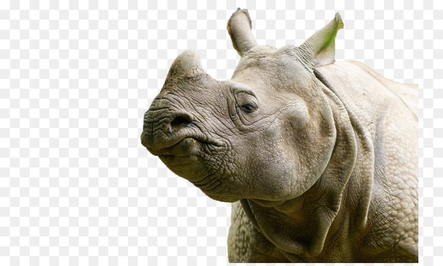 Rinoceronte，Maresi PNG