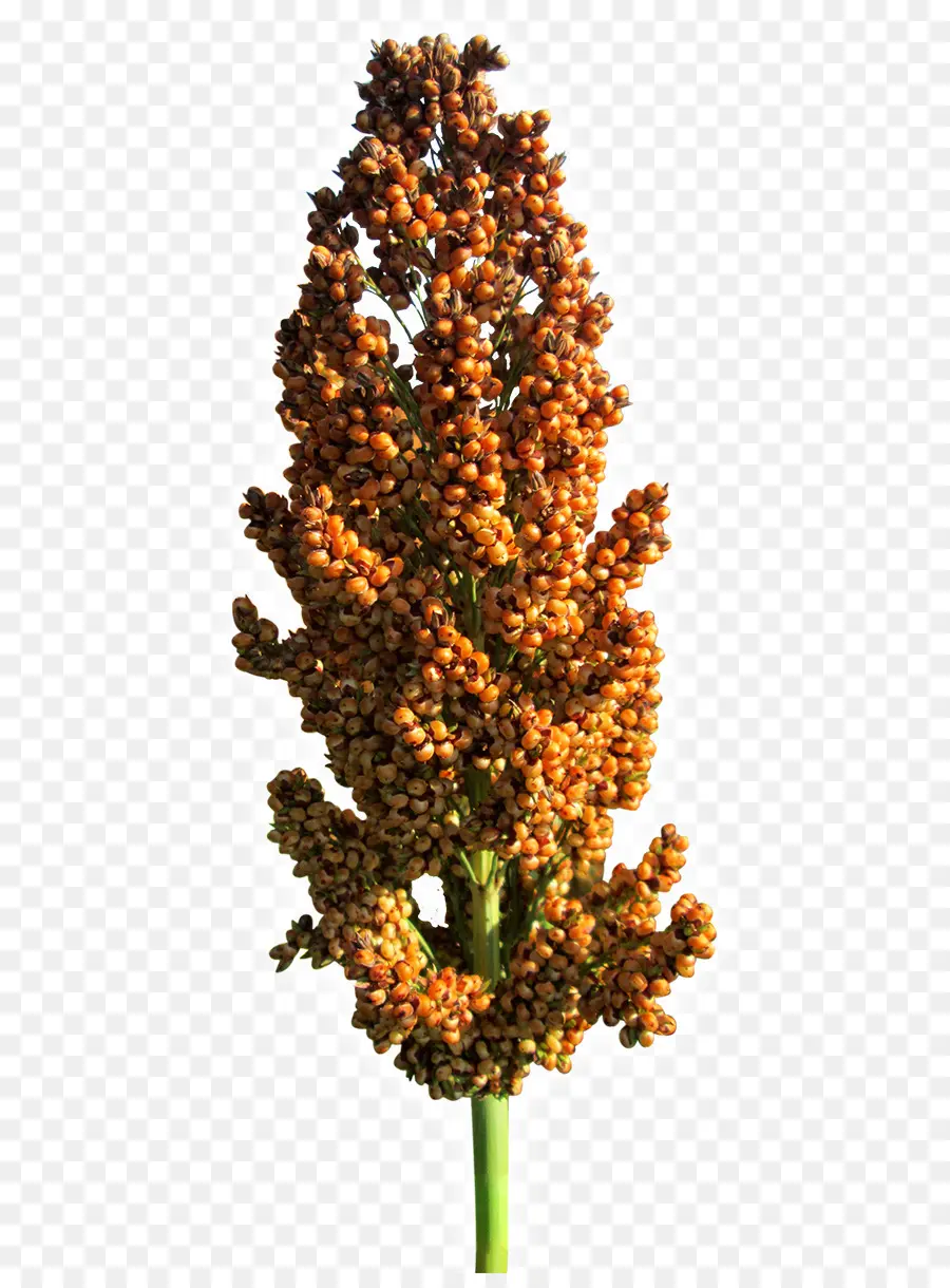 Sorgo，Grão PNG