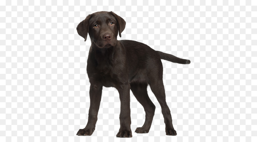 Labrador Retriever，Filhote De Cachorro PNG