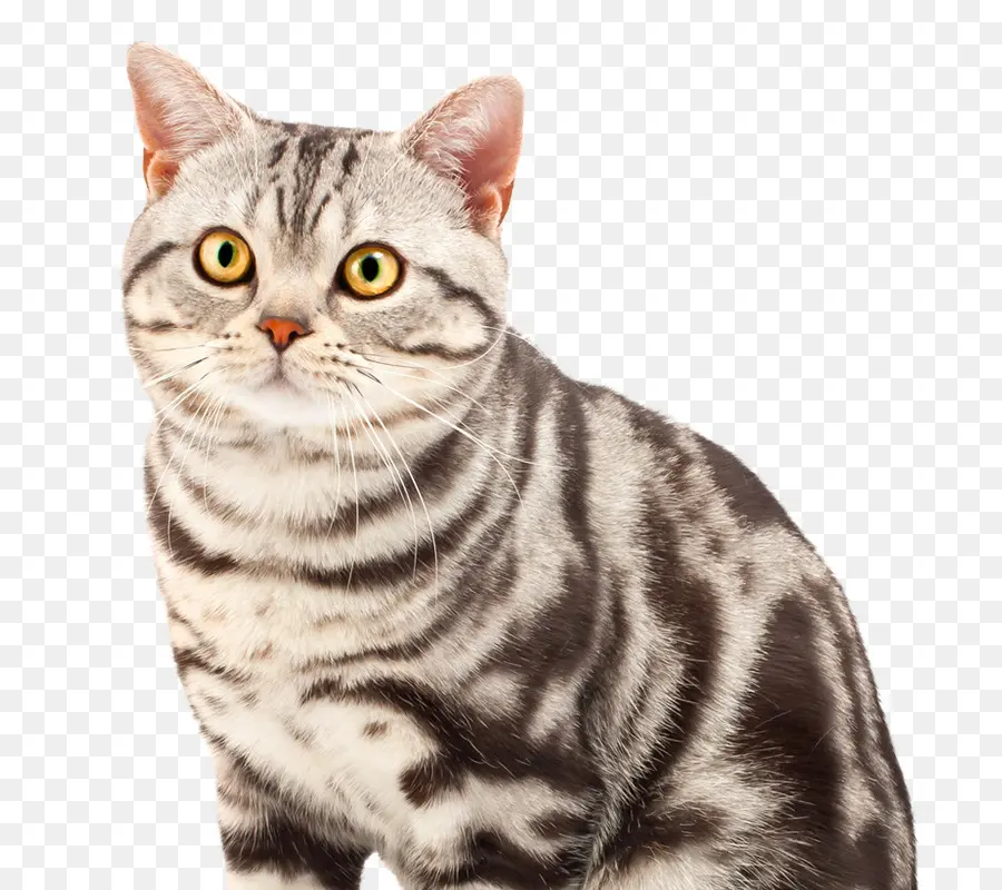 American Shorthair，British Shorthair PNG