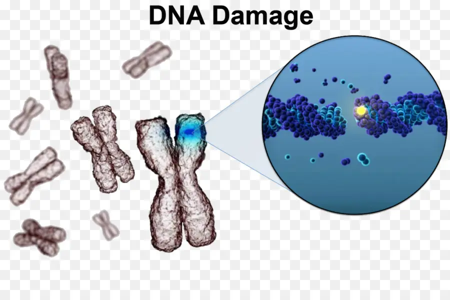 Danos Ao Dna，Reparo De Dna PNG