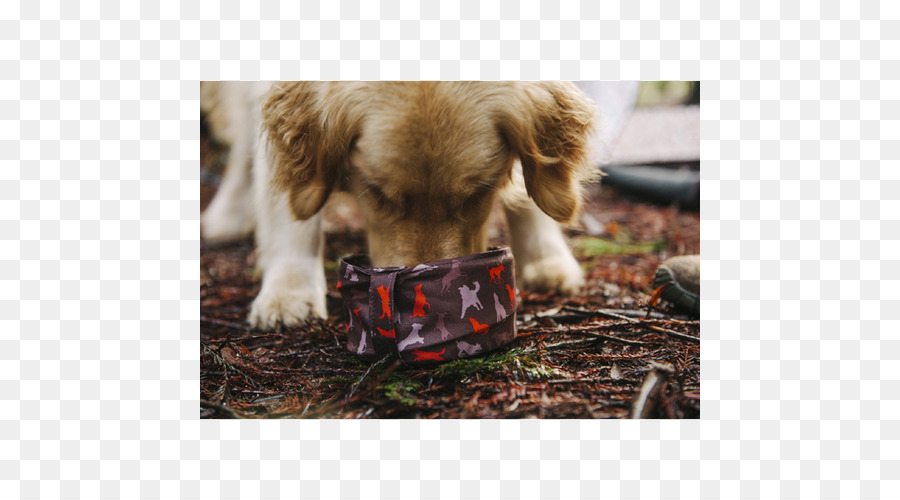 Golden Retriever，Raça Do Cão PNG