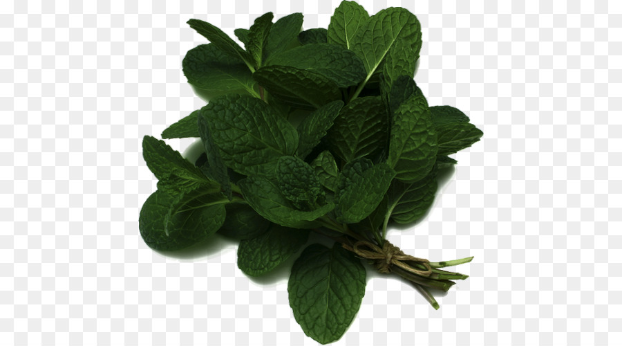 Hortelã Pimenta，Mentha Spicata PNG