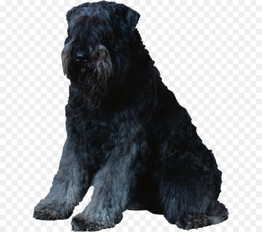 Schnauzer Miniatura，Schnauzer Standard PNG