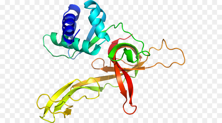 Estrutura Proteica，Biologia PNG