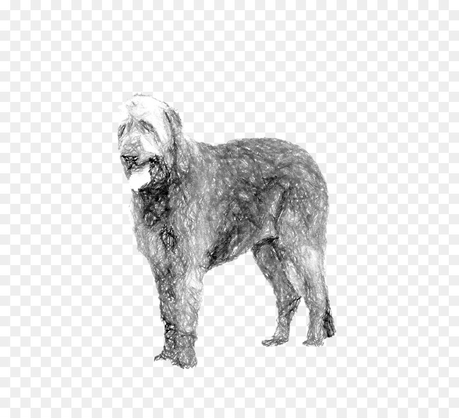 Wirehaired Apontando Grifo，Glen PNG