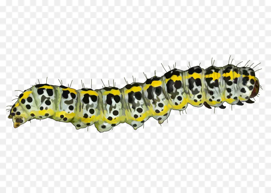 Caterpillar，Mopane Worm PNG