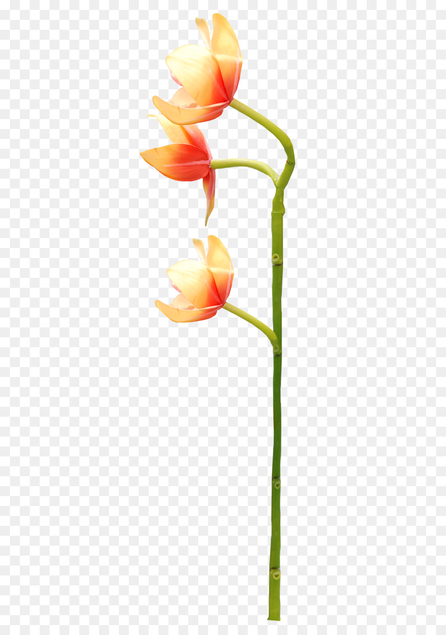 Pétala，Flores De Corte PNG