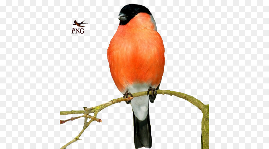 Tentilhões，Aves PNG