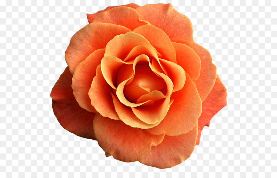 Rosa Vermelha，Florescer PNG