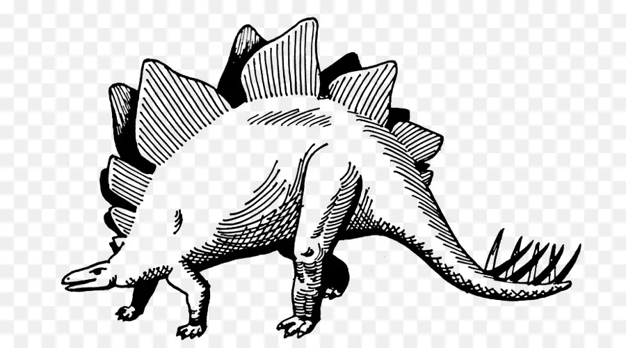 Stegosaurus，Dinossauro PNG
