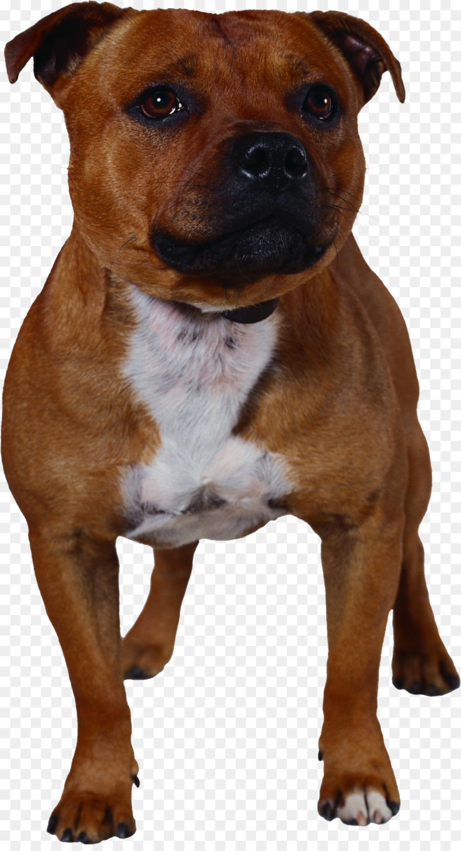 Staffordshire Bull Terrier，American Pit Bull Terrier PNG